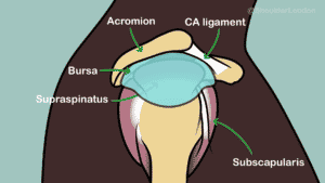 Normal anatomy of shoulder